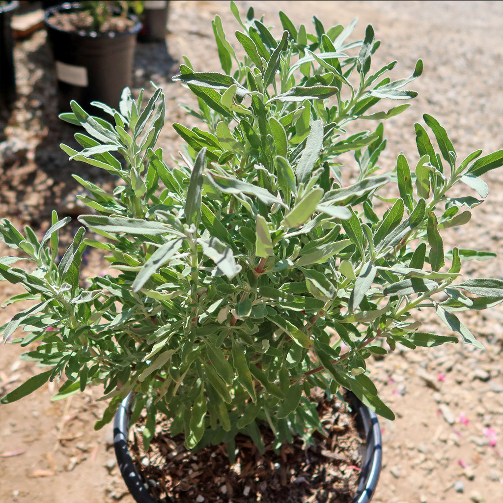 Cleveland Sage ‘Salvia clevelandii’