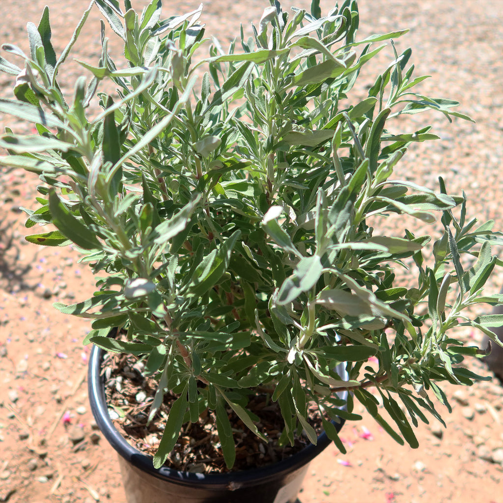 Cleveland Sage ‘Salvia clevelandii’