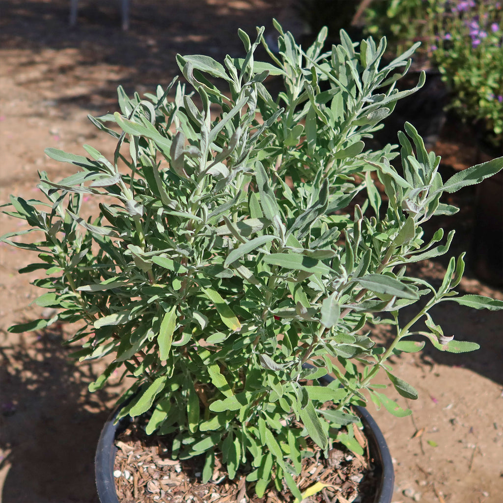 Cleveland Sage ‘Salvia clevelandii’