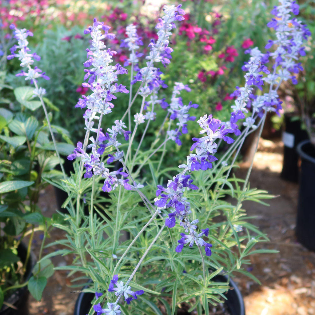 Blue Sage ‘Salvia farinacea’