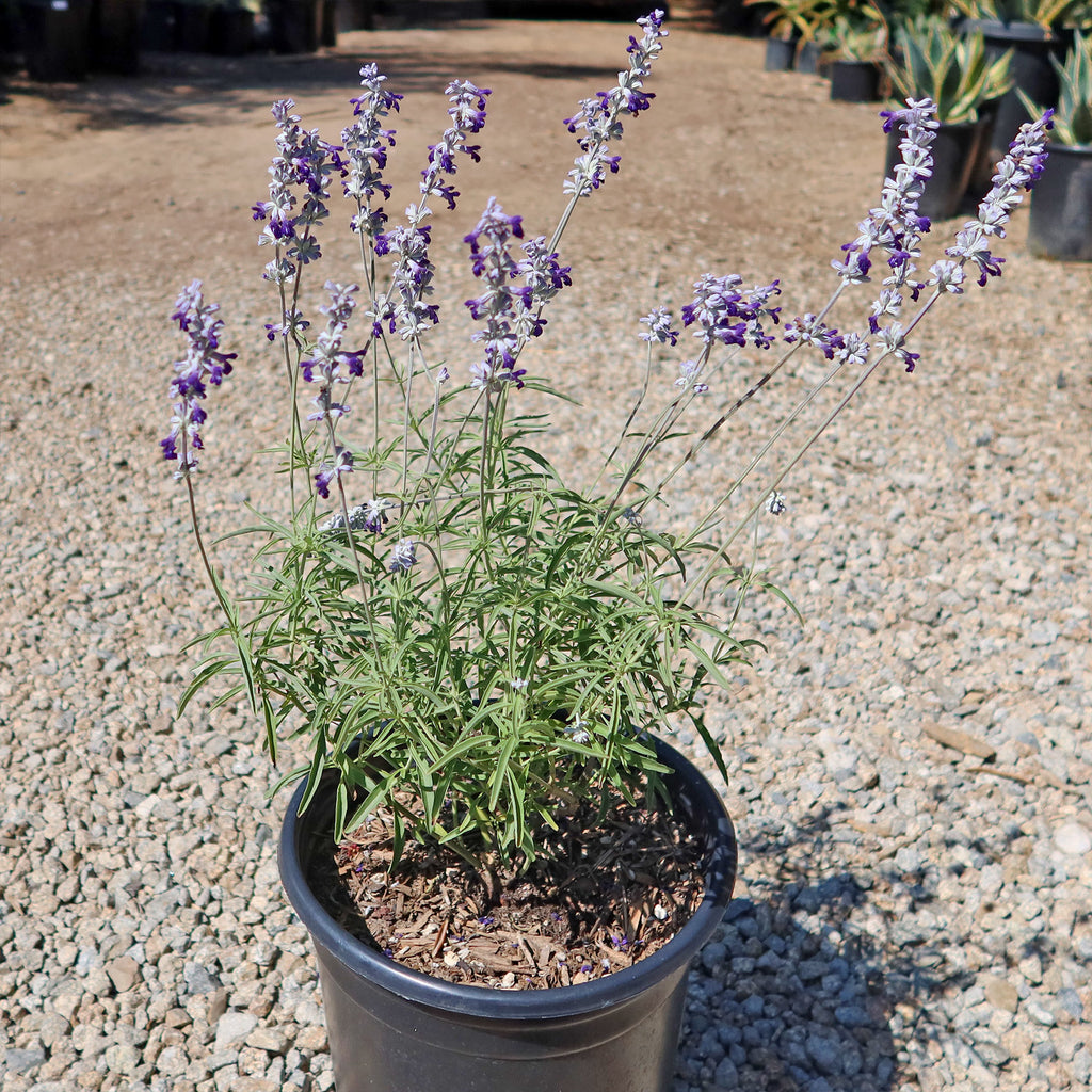 Blue Sage ‘Salvia farinacea’