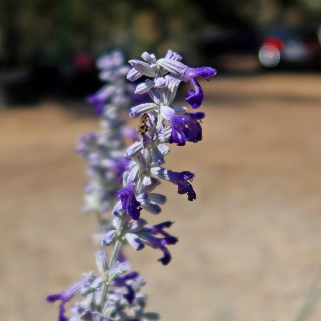 Blue Sage ‘Salvia farinacea’