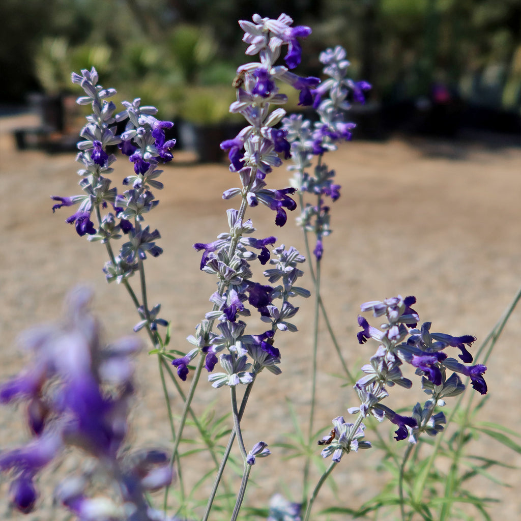 Blue Sage ‘Salvia farinacea’