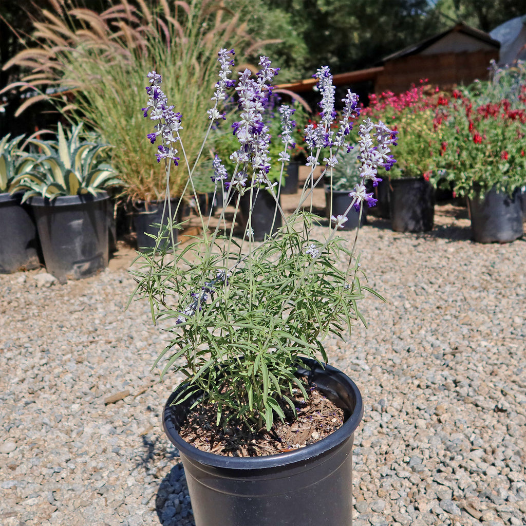 Blue Sage ‘Salvia farinacea’