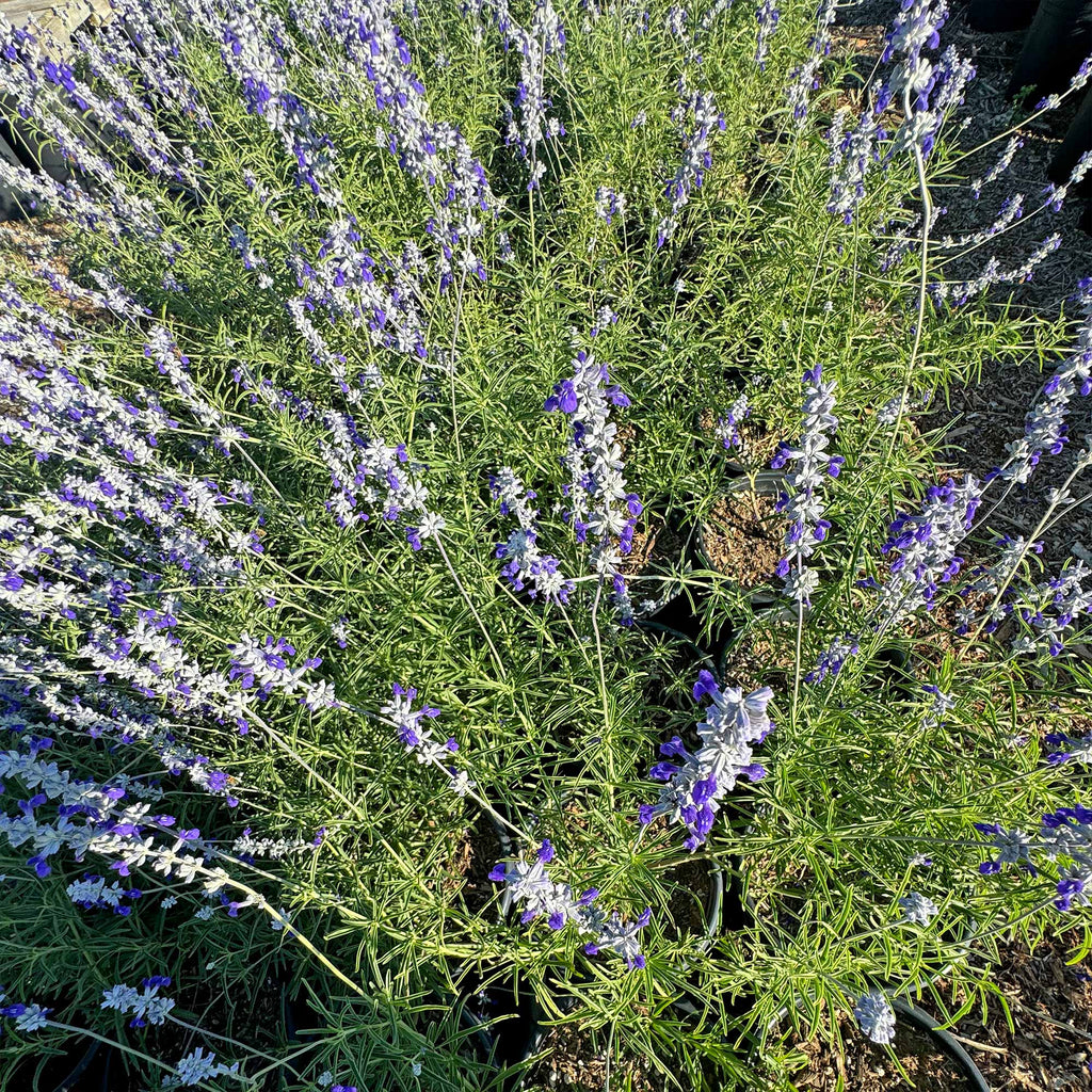 Blue Sage ‘Salvia farinacea’