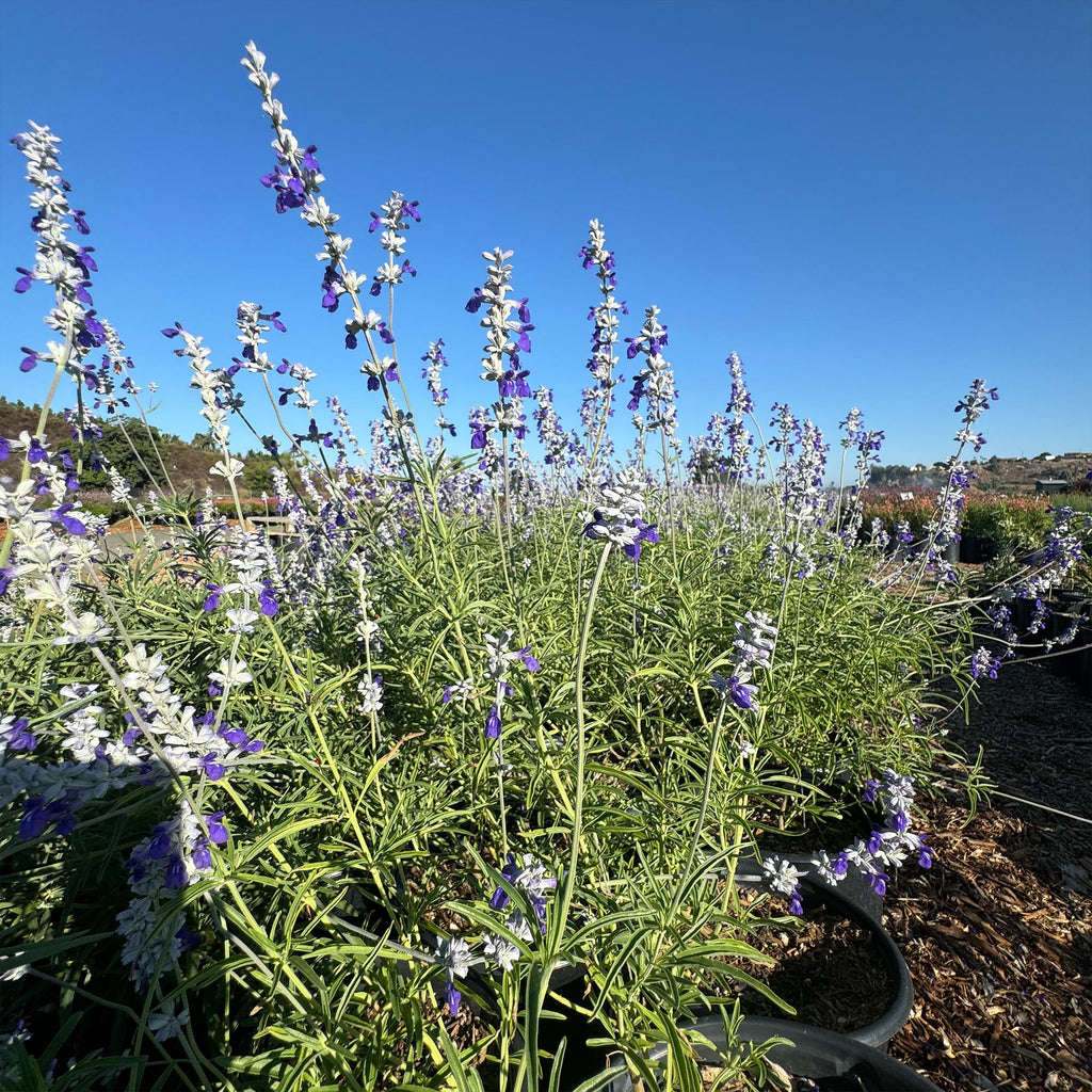 Blue Sage ‘Salvia farinacea’