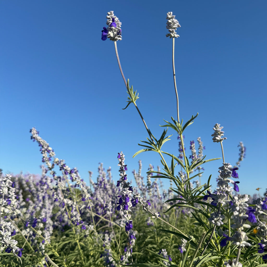 Blue Sage ‘Salvia farinacea’