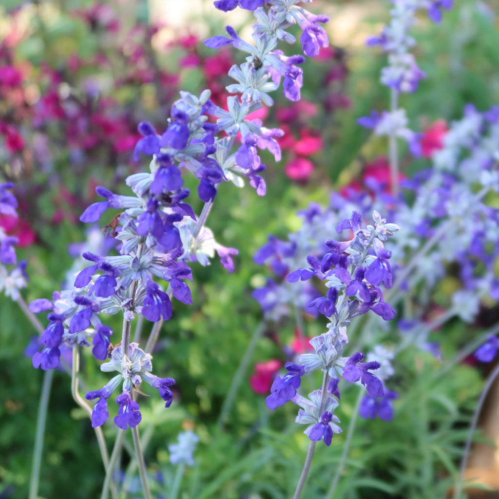 Blue Sage ‘Salvia farinacea’