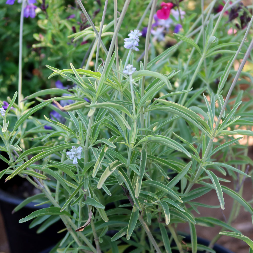 Blue Sage ‘Salvia farinacea’