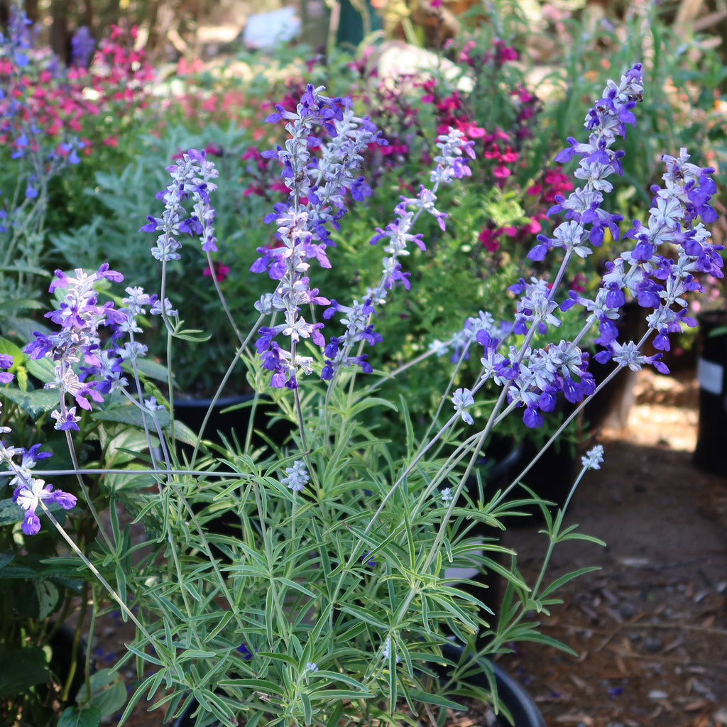 Blue Sage ‘Salvia farinacea’