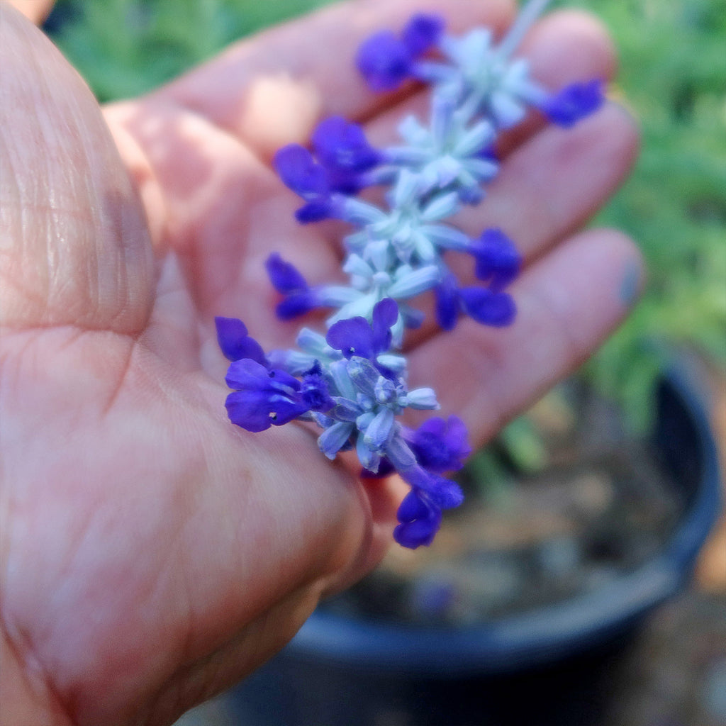 Blue Sage ‘Salvia farinacea’