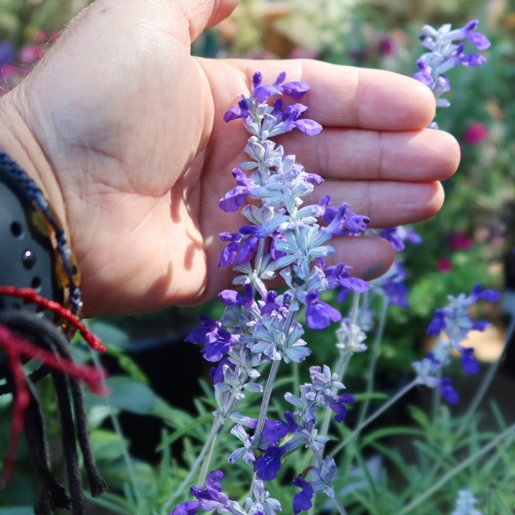 Blue Sage ‘Salvia farinacea’