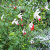 Hot Lip Salvia - Salvia microphylla &