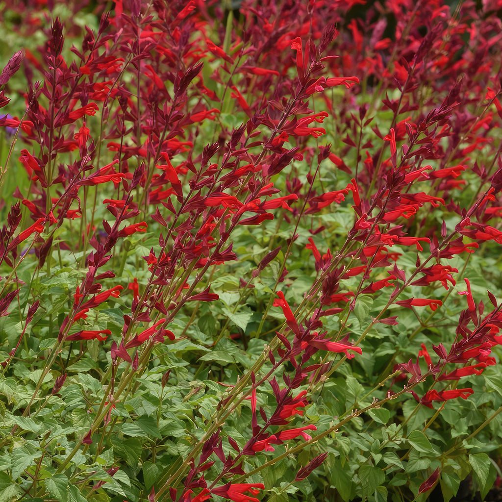 Red Salvia ‘Roman red’