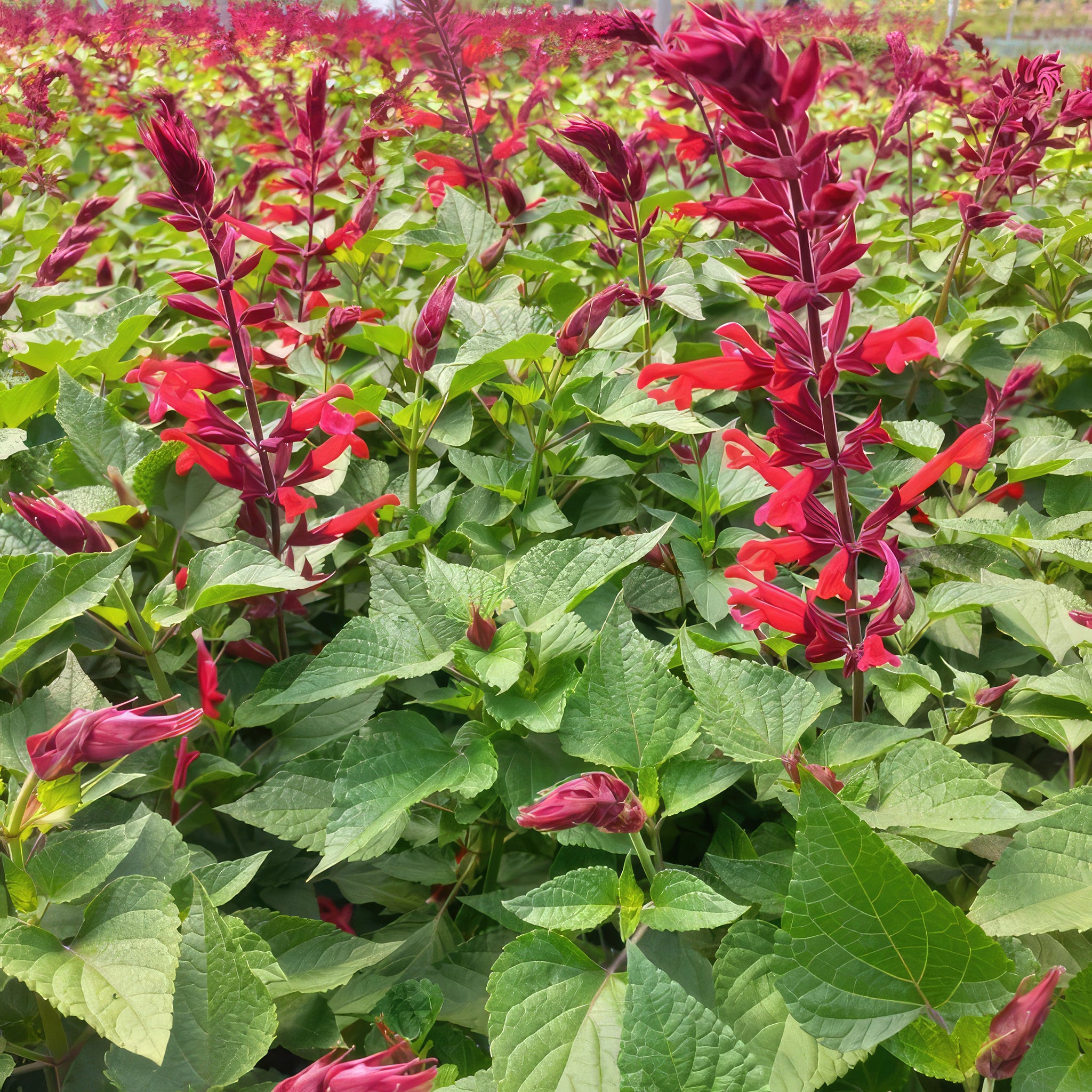 Red Salvia ‘Roman red’