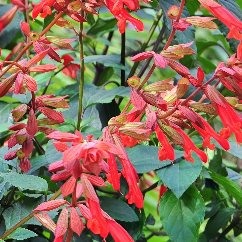 Salvia Ember’s Wish’
