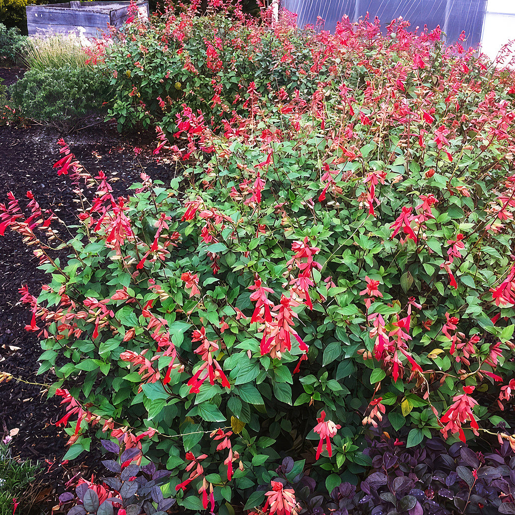 Salvia Ember’s Wish’