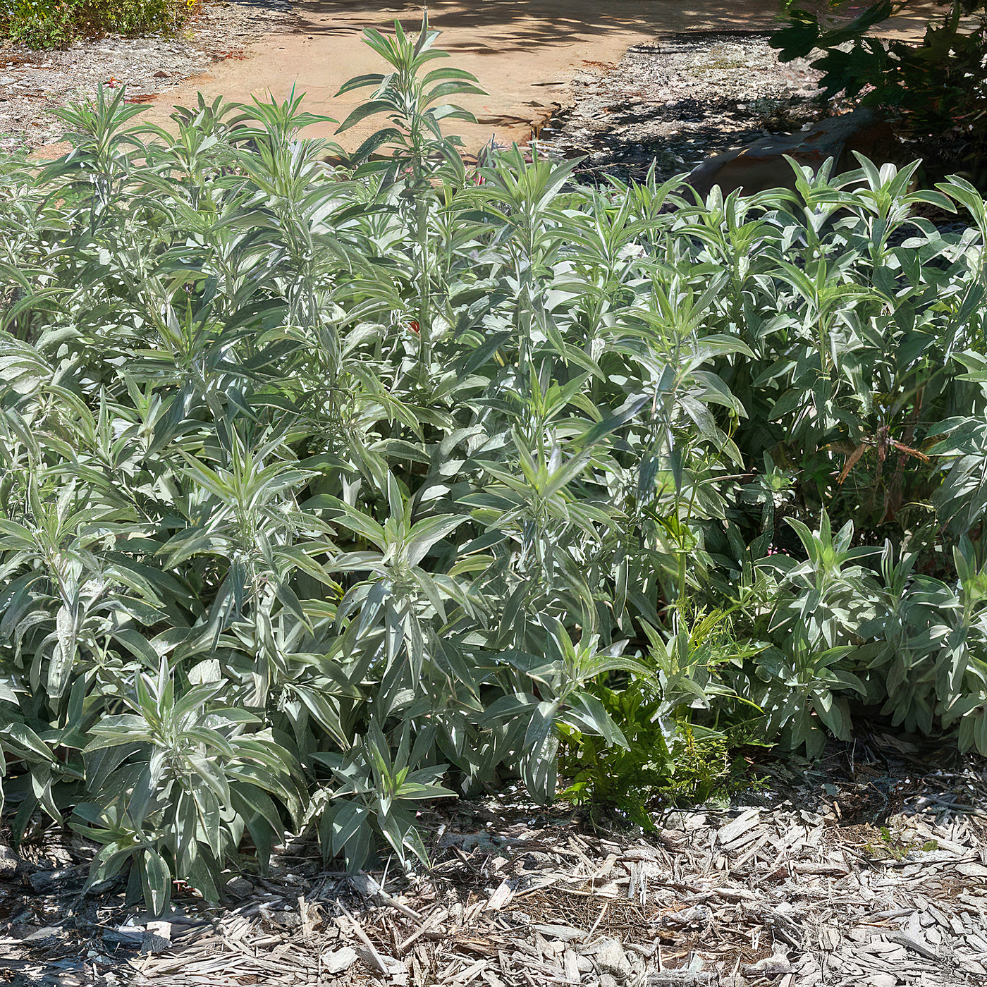 white sage potted plant Shop 'White Sage Plants – Salvia apiana' Care and Info