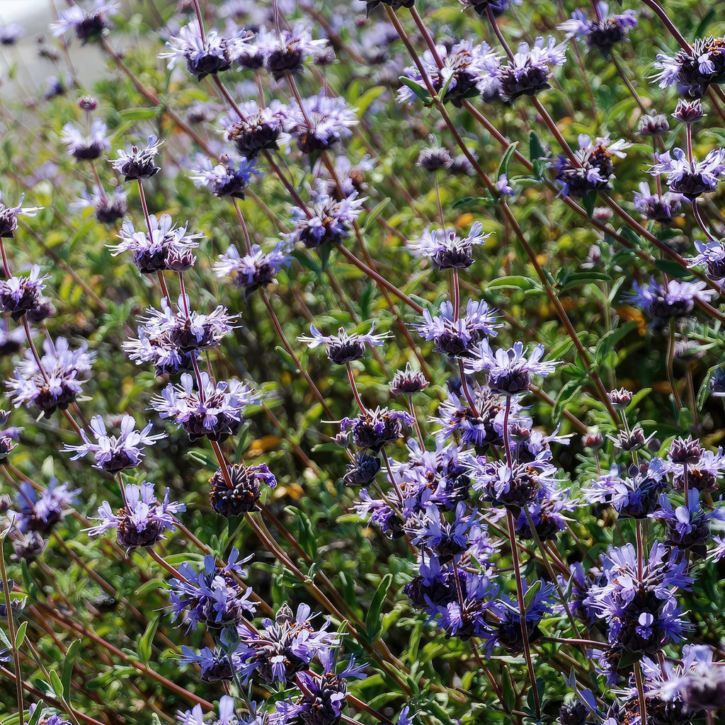 Cleveland Sage ‘Salvia clevelandii’