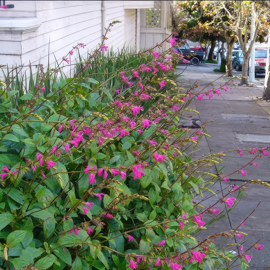 Chiapas Sage ‘Salvia chiapensis’