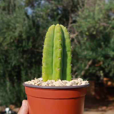 rooting san pedro cactus San Pedro Cactus 'Echinopsis pachanoi'