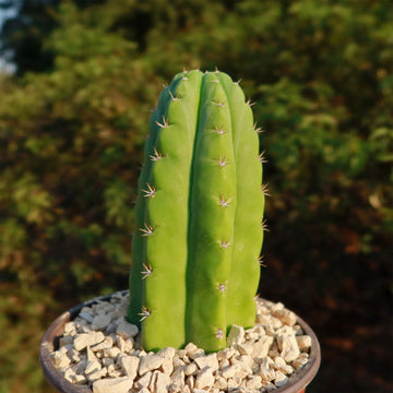Shop 'San Pedro Cactus - Echinopsis pachanoi' Care and Growing