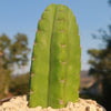 San Pedro Cactus &