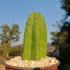 San Pedro Cactus &