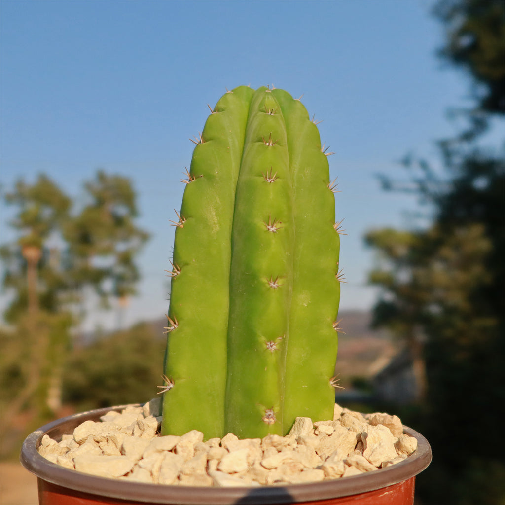 San Pedro Cactus &