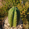 San Pedro Cactus &