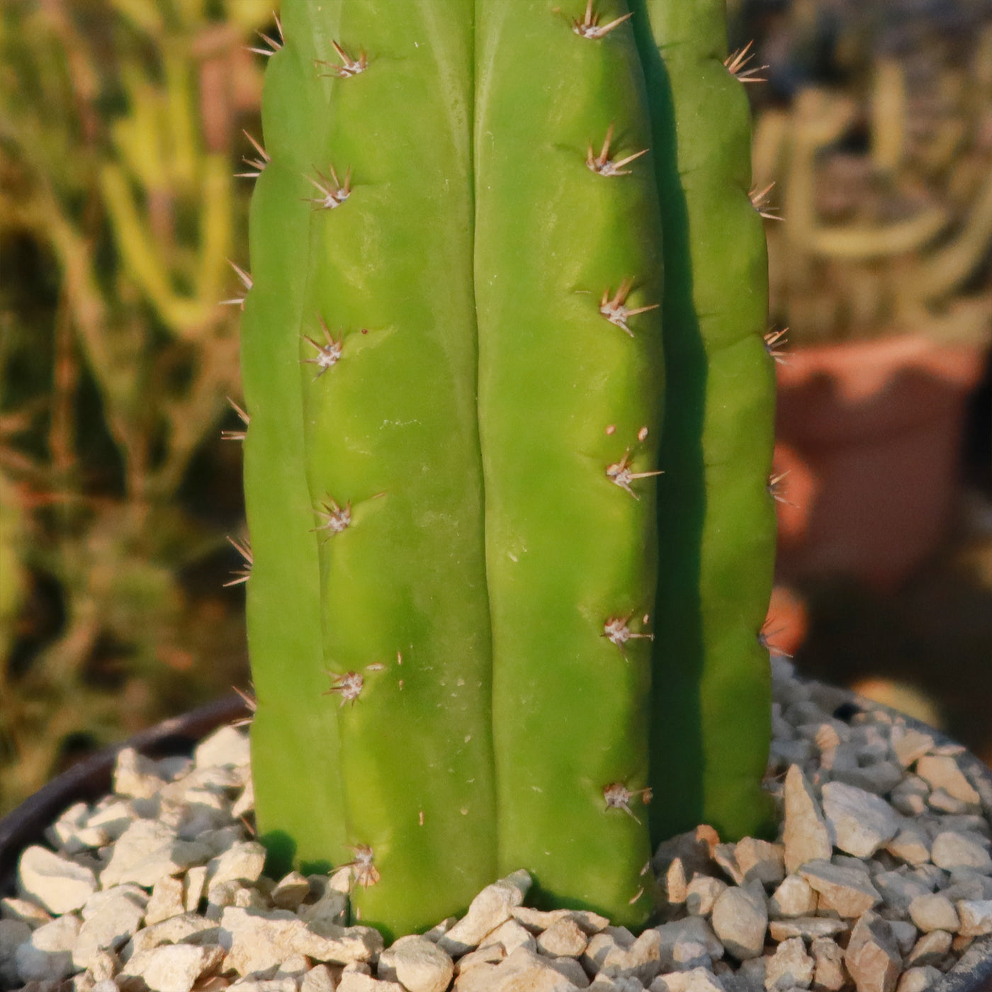 san pedro cactus temps Shop 'San Pedro Cactus - Echinopsis pachanoi' Care and Growing Guide