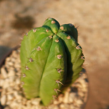 Shop 'San Pedro Cactus - Echinopsis pachanoi' Care and Growing