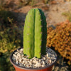 San Pedro Cactus &