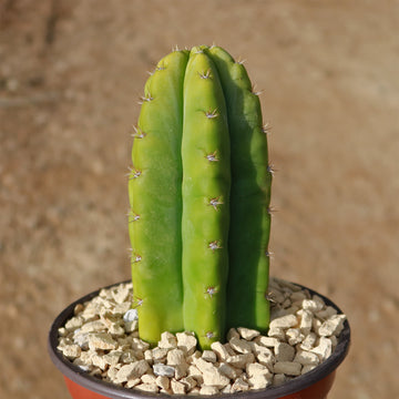 Shop 'San Pedro Cactus - Echinopsis pachanoi' Care and Growing