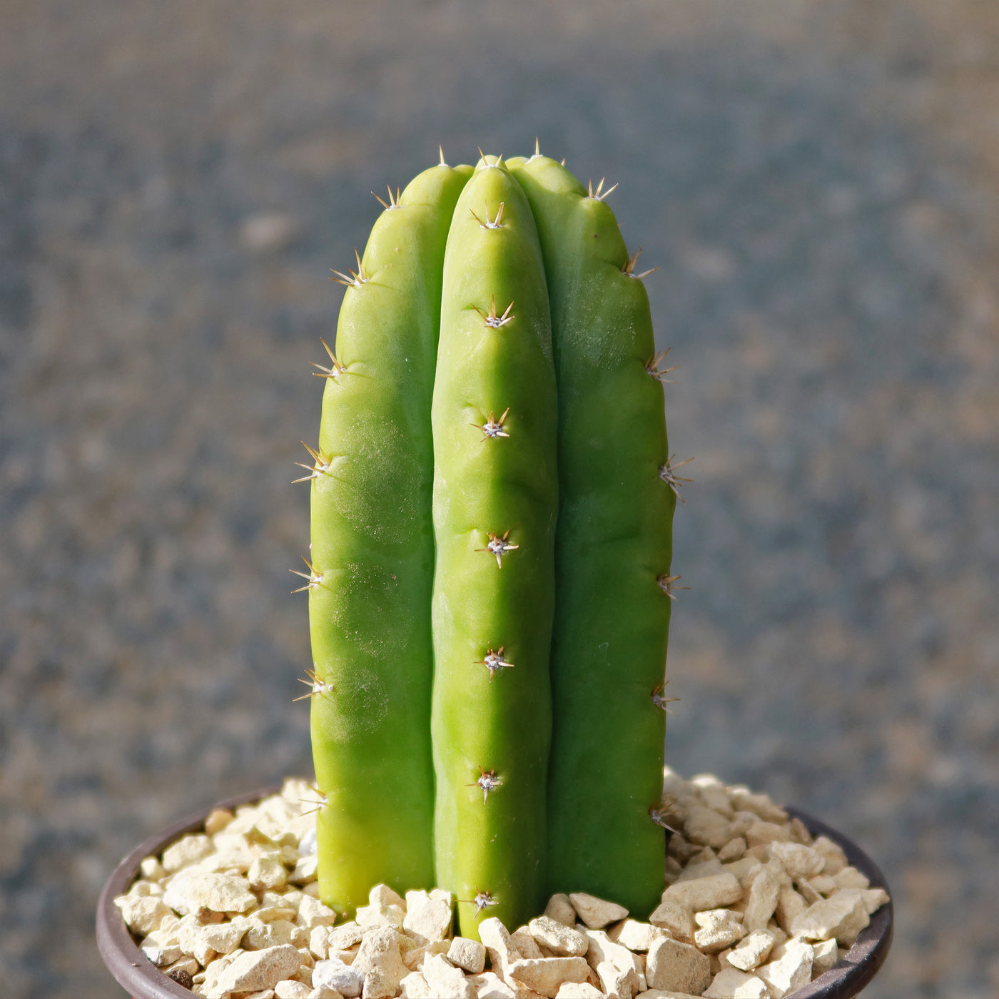 san pedro cactus potted Shop 'San Pedro Cactus - Echinopsis pachanoi' Care and Growing Guide