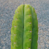 San Pedro Cactus &