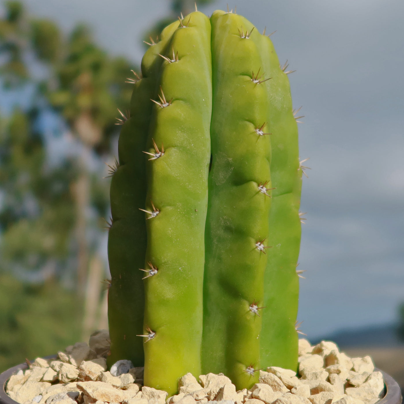San Pedro Cactus 'Echinopsis pachanoi'