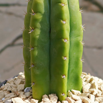 Shop 'San Pedro Cactus - Echinopsis pachanoi' Care and Growing