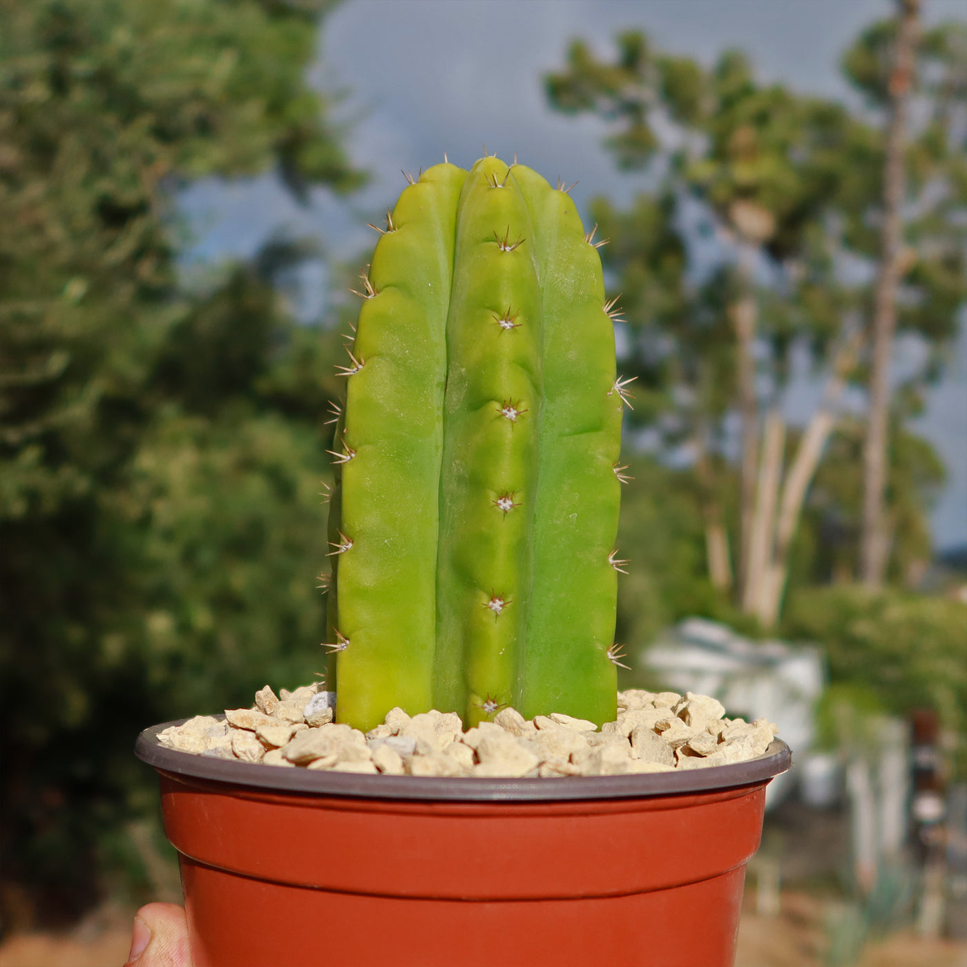 buy san pedro cactus Shop 'San Pedro Cactus - Echinopsis pachanoi' Care and Growing Guide