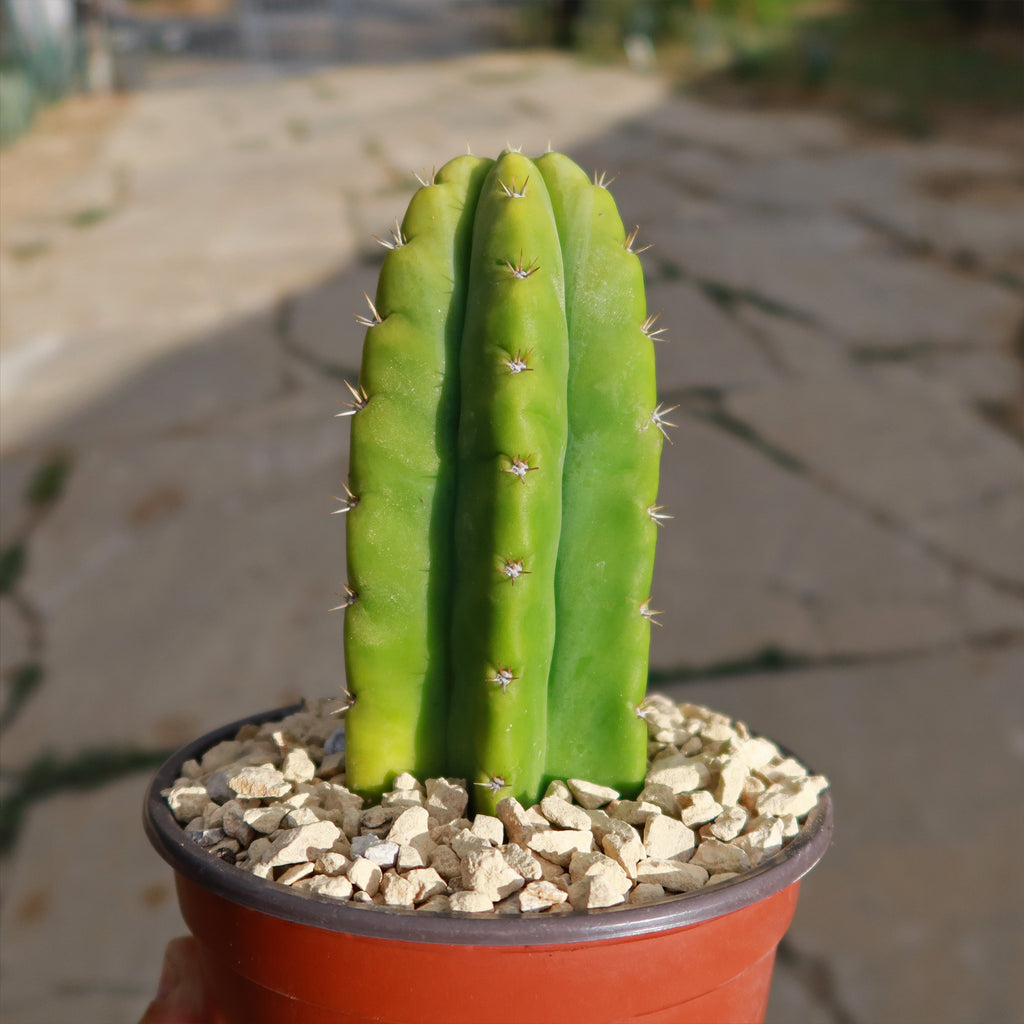 San Pedro Cactus &