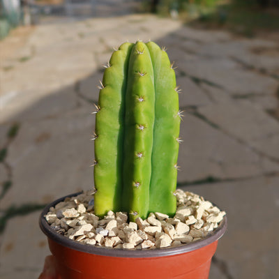 best potting soil for san pedro cactus San Pedro Cactus 'Echinopsis pachanoi'