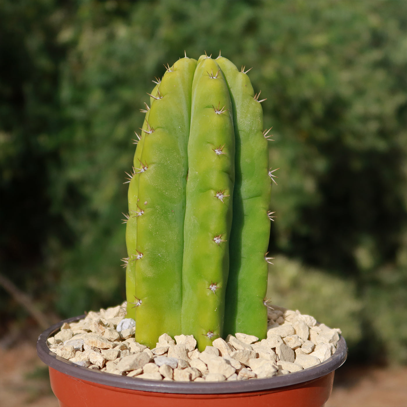 soil for san pedro cactus Shop 'San Pedro Cactus - Echinopsis pachanoi' Care and Growing Guide