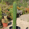 San Pedro Cactus &