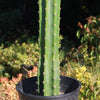 San Pedro Cactus &