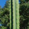 San Pedro Cactus &