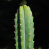 San Pedro Cactus &