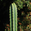 San Pedro Cactus &