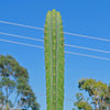 San Pedro Cactus &