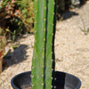 San Pedro Cactus &