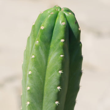 Shop 'San Pedro Cactus - Echinopsis pachanoi' Care and Growing